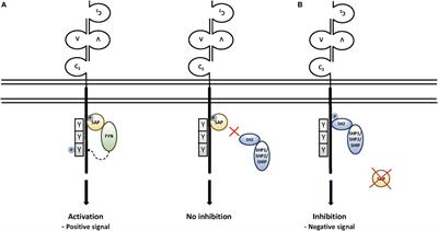 X-Linked Lymphoproliferative Disease Type 1: A Clinical and Molecular Perspective